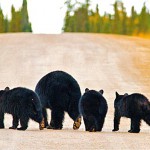 282499_417379721668389_867197768_n_002