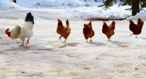 Country Care Preschool’s chickens out for a strole in the lingering snow.